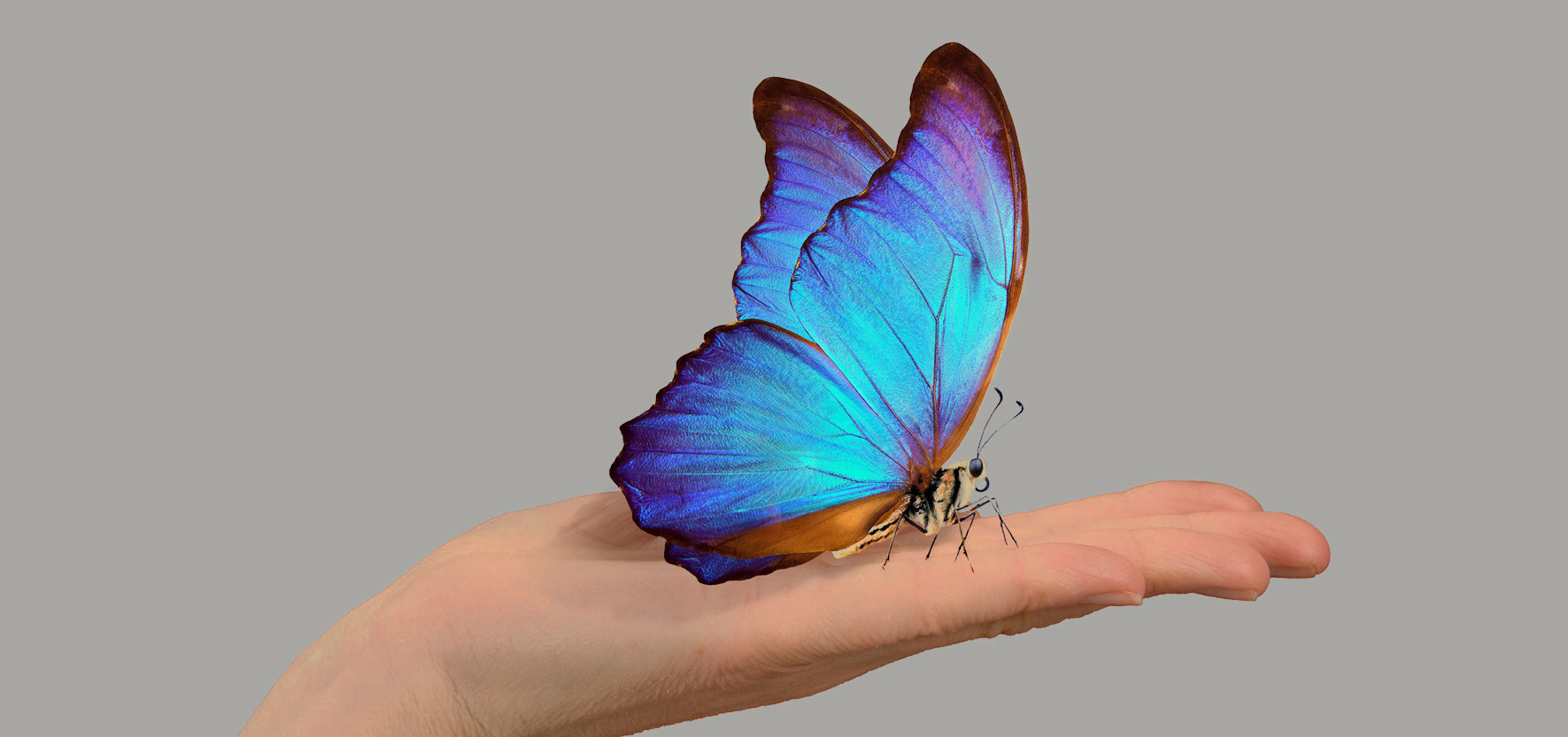 VielfaltKennenlernen_©NHMWien Hand mit ausgestreckten Fingern hält einen großen blauen Schmetterling