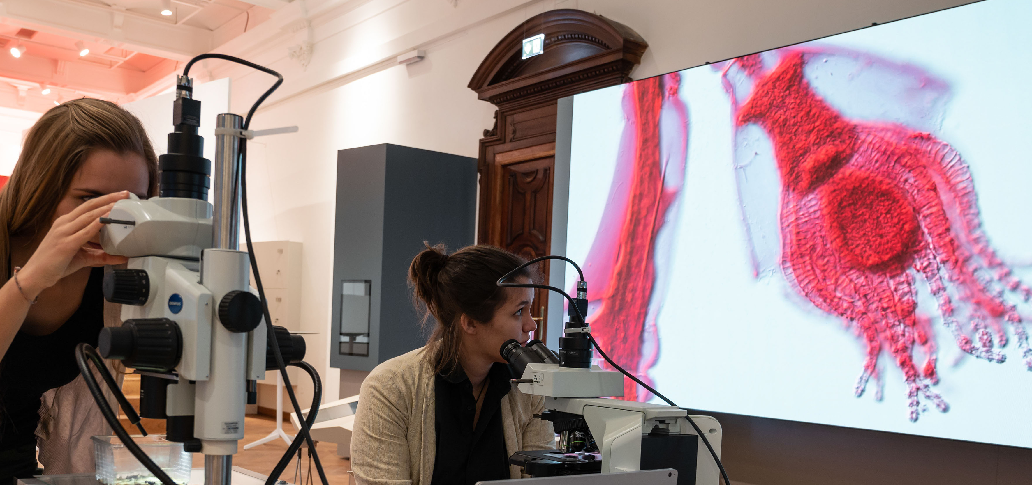 Mikroshow_©Christina Rittmannsperger_NHM Wien Zwei Personen betrachten mikroskopische Proben, eine große Projektion eines roten und weißen mikroskopischen Bildes ist an der Wand sichtbar