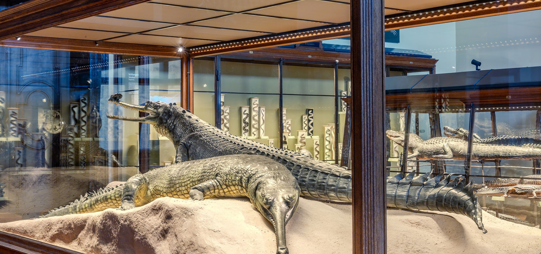 Führung_Schausammlung_©NHMWien Zwei Gaviale in einer Vitrine des NHM Wien