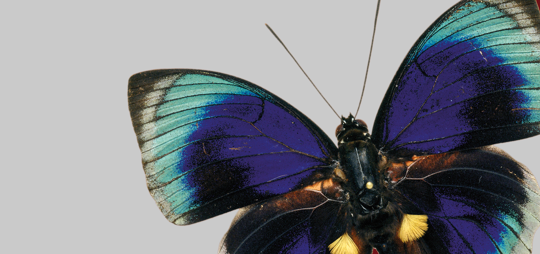 Schmetterling, NHM Wien Schmetterling mit blauen und schwarzen Flügeln auf grauem Hintergrund